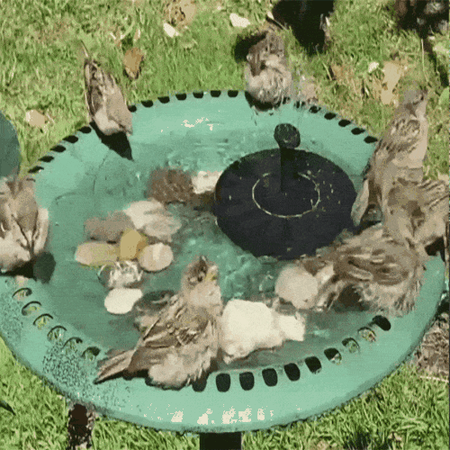 🔥Last Day 50% OFF🦩Turn Your Birdbath Into a Living Oasis — SunSplash Water Fountain 💧🐦