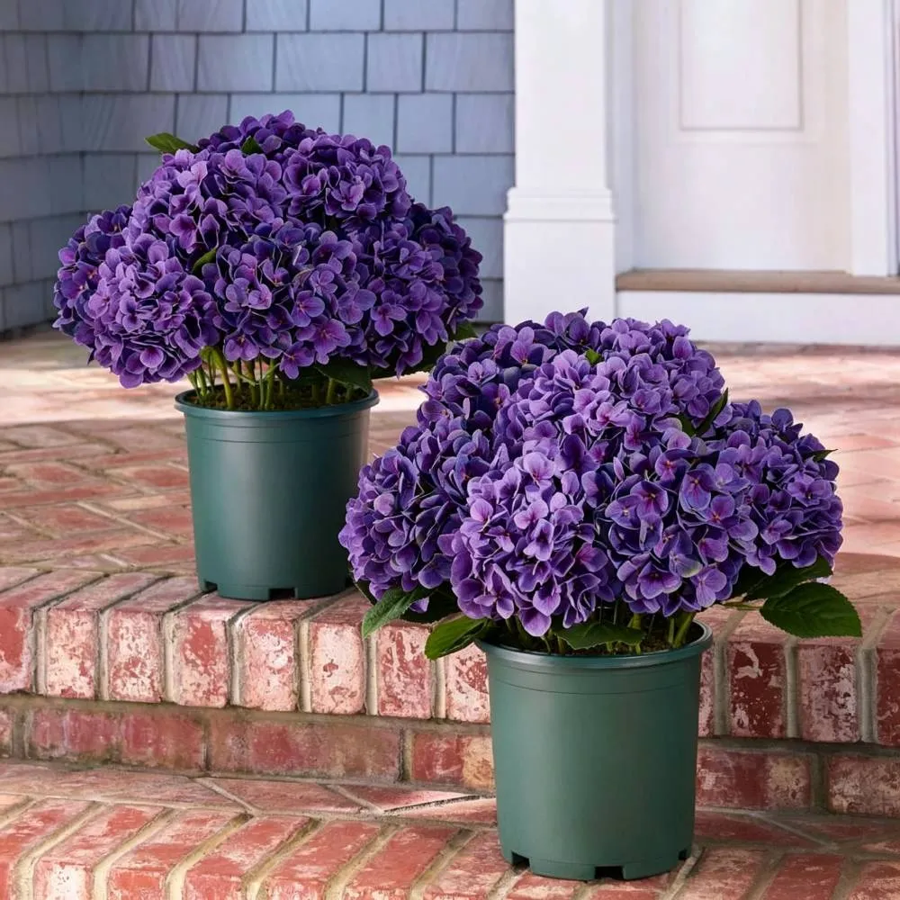 🔥Last Day Sale 50% OFF💐Artificial Outdoor Hydrangea Flowers - UV resistant, Waterproof, Windproof