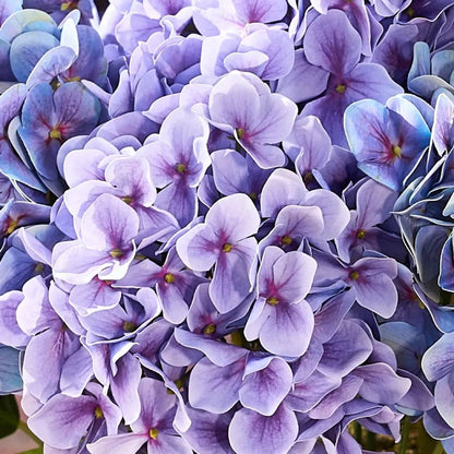 🔥Last Day Sale 50% OFF💐Artificial Outdoor Hydrangea Flowers - UV resistant, Waterproof, Windproof