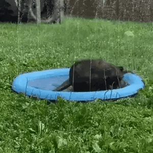 🔥Last Day Sale 50% OFF🐾Portable Pet Wading Pool