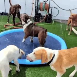 🔥Last Day Sale 50% OFF🐾Portable Pet Wading Pool
