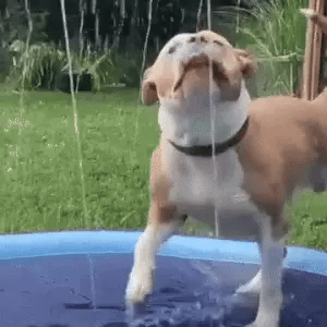 🔥Last Day Sale 50% OFF🐾Portable Pet Wading Pool