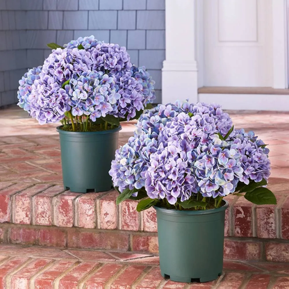 🔥Last Day Sale 50% OFF💐Artificial Outdoor Hydrangea Flowers - UV resistant, Waterproof, Windproof